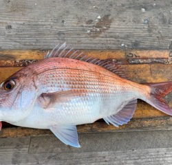 幸吉丸 釣果