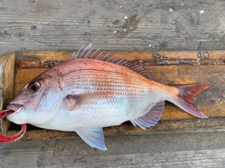 幸吉丸 釣果