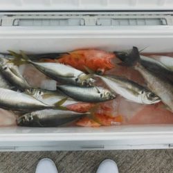 開進丸 釣果