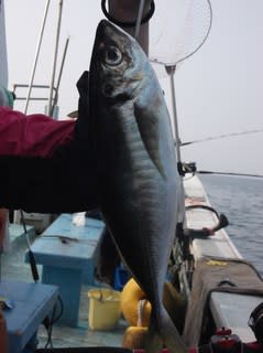 松福丸 釣果