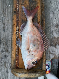 幸吉丸 釣果