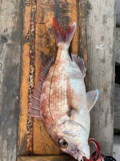 幸吉丸 釣果