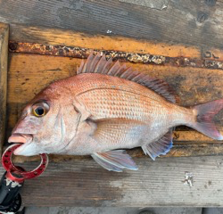 幸吉丸 釣果