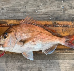 幸吉丸 釣果