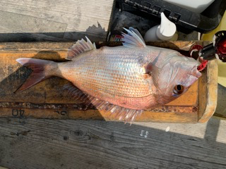 幸吉丸 釣果