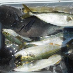 こかわ渡船　雅丸 釣果