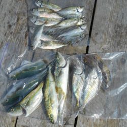 こかわ渡船　雅丸 釣果