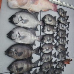 磯部釣船 直栄丸 釣果