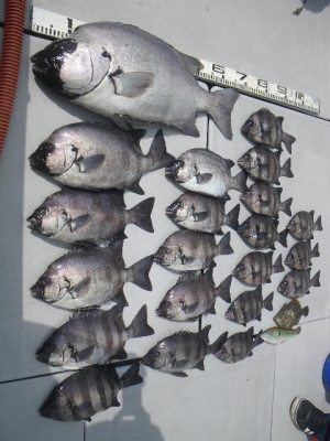 磯部釣船 直栄丸 釣果