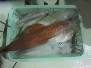 兼六丸 釣果