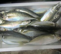 兼六丸 釣果