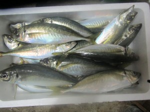 兼六丸 釣果