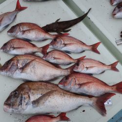 はらまる 釣果