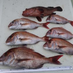 はらまる 釣果