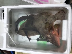 さぶろう丸 釣果