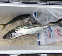 さぶろう丸 釣果