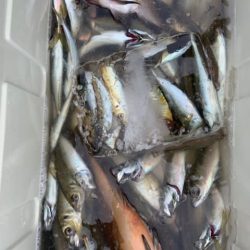 宝昌丸 釣果