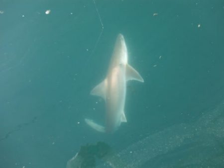 開進丸 釣果