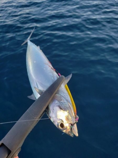 たいし丸 釣果