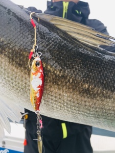 シーモンキー 釣果