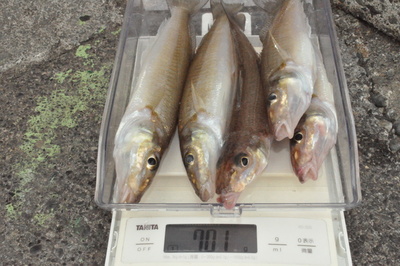 根岸丸 釣果