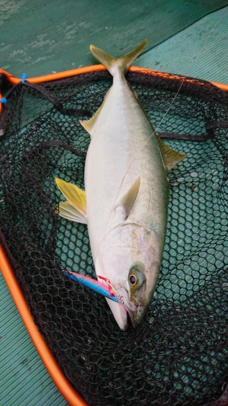 鷹王丸 釣果