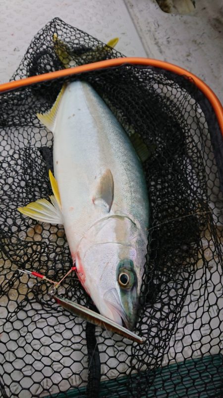 鷹王丸 釣果