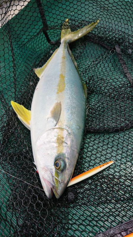 鷹王丸 釣果