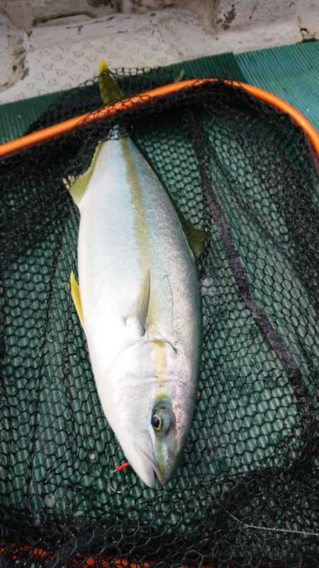 鷹王丸 釣果