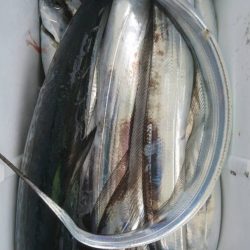 小島丸 釣果