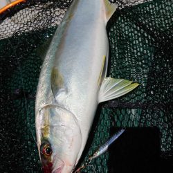 鷹王丸 釣果