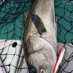 鷹王丸 釣果