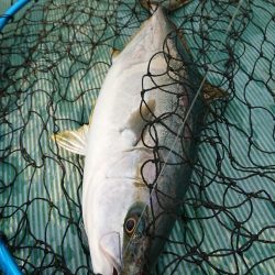 鷹王丸 釣果