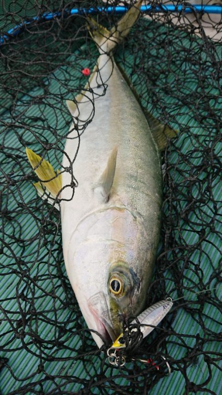 鷹王丸 釣果