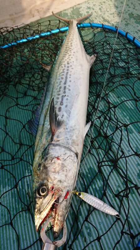 鷹王丸 釣果