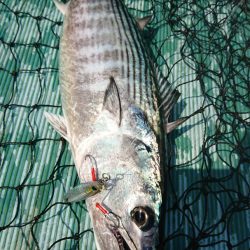 鷹王丸 釣果