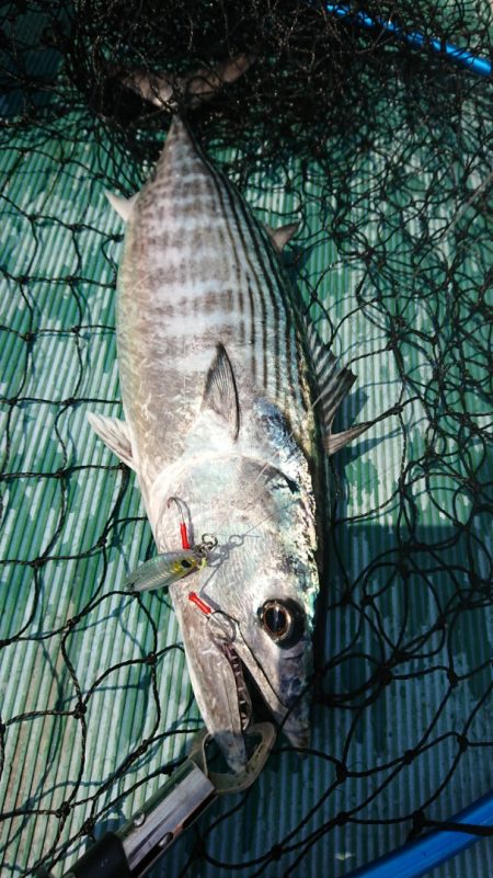 鷹王丸 釣果