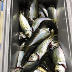 ヤザワ渡船 釣果