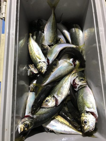 ヤザワ渡船 釣果