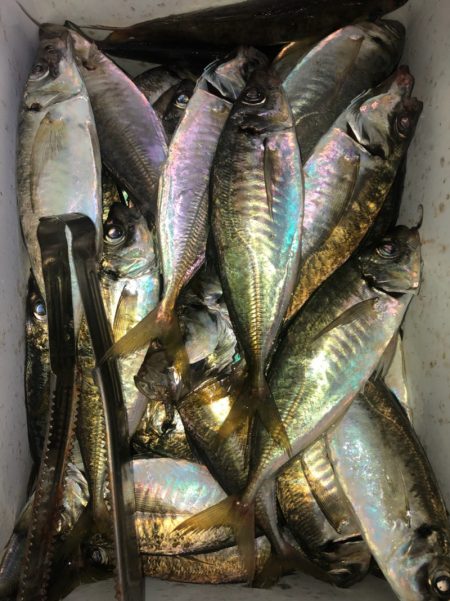 ヤザワ渡船 釣果