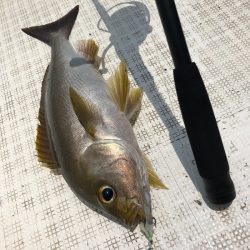 「LaGooN」蒼陽丸 日和号　 釣果