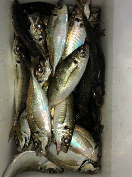 ヤザワ渡船 釣果