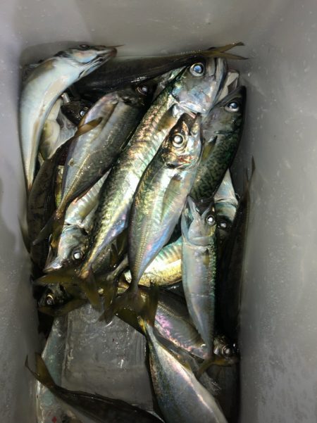 ヤザワ渡船 釣果