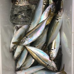 ヤザワ渡船 釣果