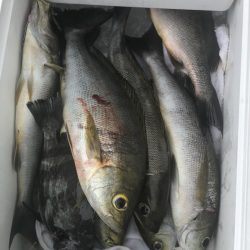 丸万釣船 釣果