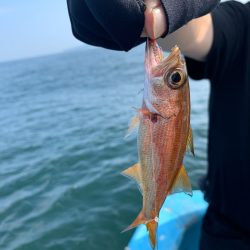 みやけ丸 釣果