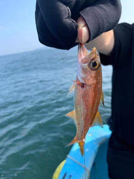 みやけ丸 釣果