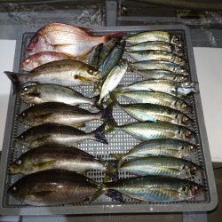 エンペラー 釣果