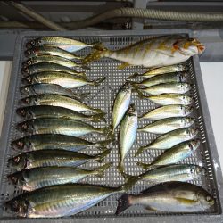 エンペラー 釣果