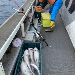 シーランチ 釣果